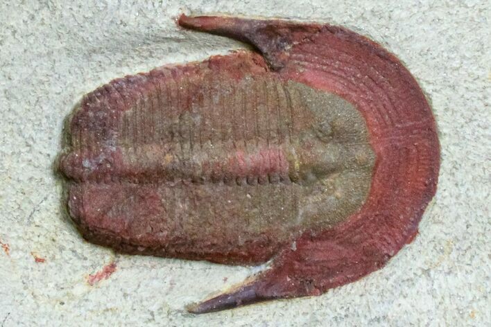 Colorful Harpides Trilobite - Draa Valley, Morocco #171555